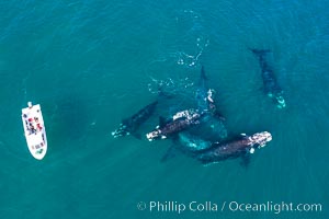 Courtship group of six Southern right whales, Eubalaena australis, Argentina, Eubalaena australis, Puerto Piramides, Chubut