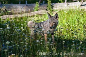 A coyote hunts through grass for small rodents.  Heron Pond, Canis latrans, Grand Teton National Park, Wyoming