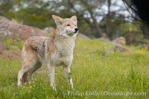Coyote, Sierra Nevada foothills, Mariposa, California, Canis latrans