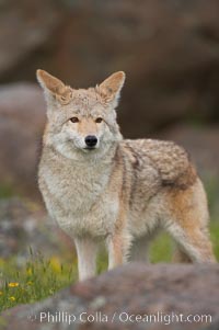 Coyote, Sierra Nevada foothills, Mariposa, California, Canis latrans