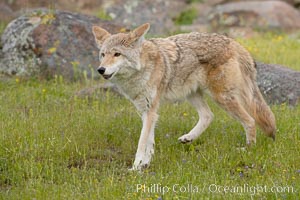 Coyote, Sierra Nevada foothills, Mariposa, California, Canis latrans