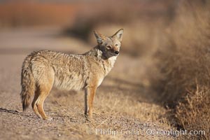 Coyote, pausing to look for prey as it passes through Bosque del Apache National Wildlife Refuge, Canis latrans, Socorro, New Mexico