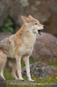 Coyote, Sierra Nevada foothills, Mariposa, California, Canis latrans