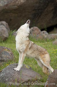 Coyote, Sierra Nevada foothills, Mariposa, California, Canis latrans