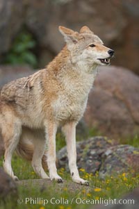 Coyote, Sierra Nevada foothills, Mariposa, California, Canis latrans