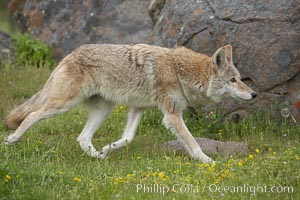 Coyote, Sierra Nevada foothills, Mariposa, California, Canis latrans