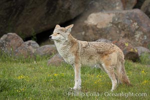 Coyote, Sierra Nevada foothills, Mariposa, California, Canis latrans