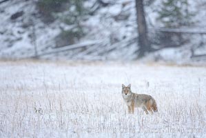 Coyote in snow covered field along the Madison River, Canis latrans, Yellowstone National Park, Wyoming