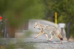 Coyote crosses a road in front of a car.  Dozens of coyotes, wolves, bears, elk and bison are killed each year in Yellowstone as they attempt to cross the roads in front of drivers who are not paying attention or speeding, Canis latrans, Yellowstone National Park, Wyoming