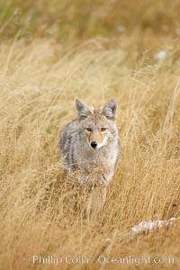 A coyote hunts for voles in tall grass, autumn, Canis latrans, Yellowstone National Park, Wyoming