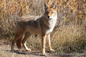 Coyote moves through low-lying bushes and sage, Canis latrans, Yellowstone National Park, Wyoming