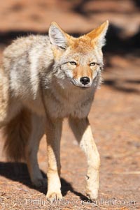 Coyote, Canis latrans, Yellowstone National Park, Wyoming