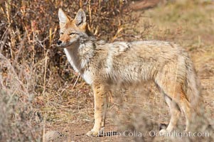 Coyote, Canis latrans, Yellowstone National Park, Wyoming