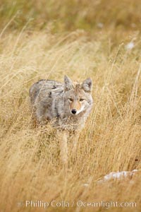 A coyote hunts for voles in tall grass, autumn, Canis latrans, Yellowstone National Park, Wyoming