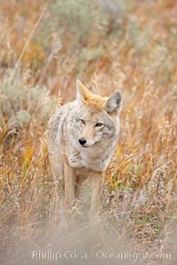 Coyote moves through low-lying bushes and sage, Canis latrans, Yellowstone National Park, Wyoming