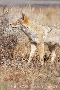 Coyote, Canis latrans, Yellowstone National Park, Wyoming