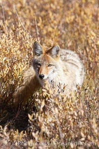 Coyote, Canis latrans, Yellowstone National Park, Wyoming