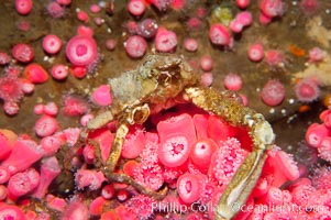Unidentified marinecrab atop strawberry anemones, Corynactis californica, Crabbius idontknowus