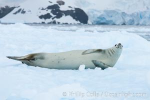 A crabeater seal, hauled out on pack ice to rest.  Crabeater seals reach 2m and 200kg in size, with females being slightly larger than males.  Crabeaters are the most abundant species of seal in the world, with as many as 75 million individuals.  Despite its name, 80% the crabeater seal's diet consists of Antarctic krill.  They have specially adapted teeth to strain the small krill from the water, Lobodon carcinophagus, Cierva Cove