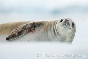 A crabeater seal, hauled out on pack ice to rest.  Crabeater seals reach 2m and 200kg in size, with females being slightly larger than males.  Crabeaters are the most abundant species of seal in the world, with as many as 75 million individuals.  Despite its name, 80% the crabeater seal's diet consists of Antarctic krill.  They have specially adapted teeth to strain the small krill from the water, Lobodon carcinophagus, Neko Harbor