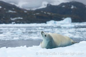 Crabeater seal resting on pack ice.  Crabeater seals reach 2m and 200kg in size, with females being slightly larger than males.  Crabeaters are the most abundant species of seal in the world, with as many as 75 million individuals.  Despite its name, 80% the crabeater seal's diet consists of Antarctic krill.  They have specially adapted teeth to strain the small krill from the water, Lobodon carcinophagus, Cierva Cove