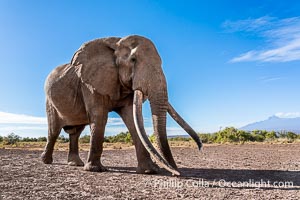 Craig, the Famous Old Male Tusker Elephant with the World's Largest Tusks, Amboseli National Park, Kenya, Loxodonta africana