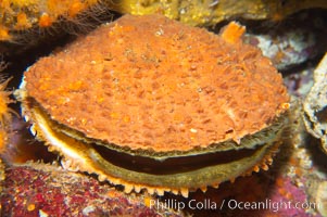 Rock scallop, Crassedoma giganteum