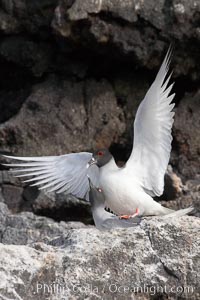 Swallow-tailed gull, mating, male on top, female just visible below, Creagrus furcata, Wolf Island