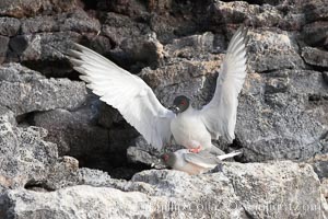 Swallow-tailed gull, mating, male on top, female just visible below, Creagrus furcata, Wolf Island