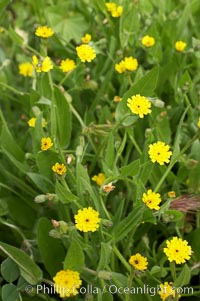 Crete weed blooms in spring, Batiquitos Lagoon, Carlsbad, Hedypnois cretica