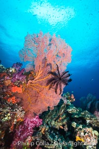 Crinoid clinging to gorgonian sea fan, Fiji, Crinoidea, Gorgonacea, Vatu I Ra Passage, Bligh Waters, Viti Levu  Island