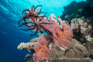 Crinoid clinging to gorgonian sea fan, Mount Mutiny, Bligh Waters, Fiji, Crinoidea, Gorgonacea, Vatu I Ra Passage