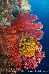 Crinoid clinging to gorgonian sea fan, Fiji, Crinoidea, Gorgonacea, Namena Marine Reserve, Namena Island