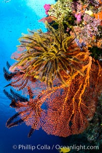 Crinoid clinging to gorgonian sea fan, Fiji, Crinoidea, Gorgonacea, Plexauridae