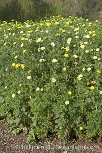 Crown daisy blooms in Spring, Chrysanthemum coronarium, San Diego, California