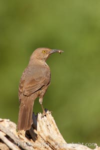 Curve-billed thrasher, Toxostoma curvirostre, Amado, Arizona