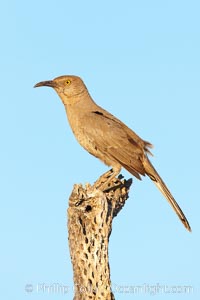 Curve-billed thrasher, Toxostoma curvirostre, Amado, Arizona