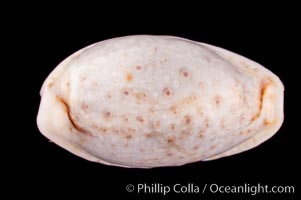 Cypraea boivinii amoena, Cypraea boivinii amoena