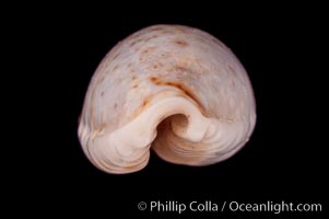 Cypraea boivinii amoena, Cypraea boivinii amoena