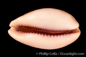 Carnelian Cowrie, Cypraea carneola crassa