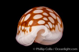 Sieve Cowrie, Cypraea cribraria