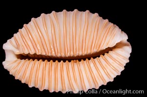 Granulated Cowrie, Cypraea granulata