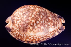 Minstrel Cowrie, Cypraea histrio