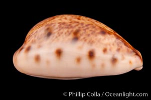 Lynx Cowrie, Cypraea lynx vanelli