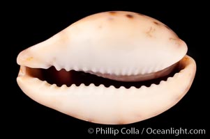 Pale Cowrie, Cypraea pallida