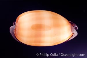 Mole Cowrie, Cypraea talpa