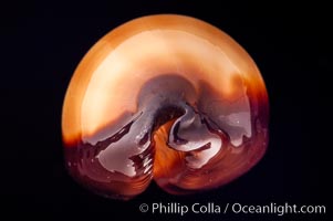 Mole Cowrie, Cypraea talpa