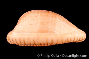 Dark-toothed Cowrie, Cypraea fuscodentata