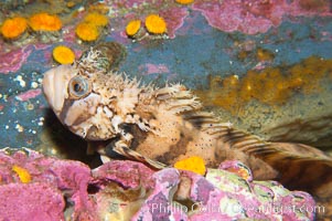 Decorated warbonnet.  The elaborate cirri on the warbonnets head may help to camoflage it among the rocks and crevices that it inhabits, Chirolophis decoratus