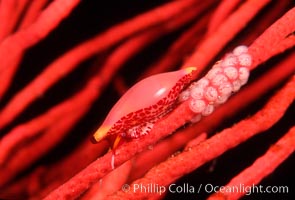 Simnia and egg cluster on gorgonian, Delonovolva aequalis, Anacapa Island